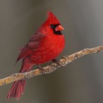 Cardinal